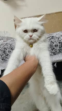 persian cat for sale