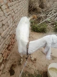 Rajnpuri gulabi