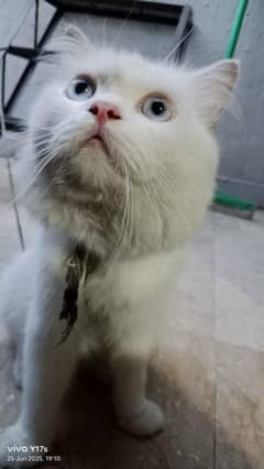 persian cat