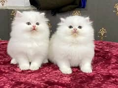 Persian kittens triple coat pair for sale contact whatsap 03207253760