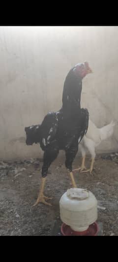 breeder