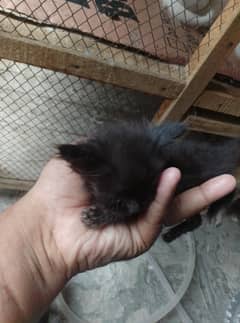 cats store