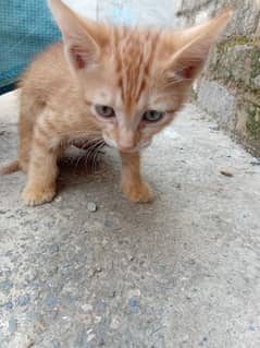 cate