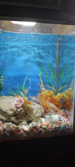 all setup for sell . without fish