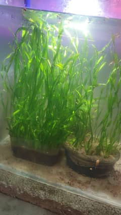 Guppies, polar parrot fish and polar parrot fish