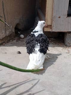 frill back male for sale