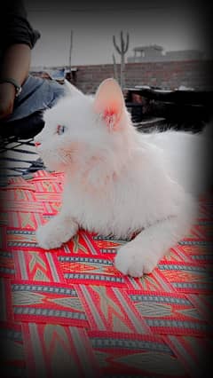 persian