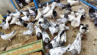 High flyerrr Kabootar Pigeon