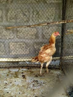 Aseel Sindhi female