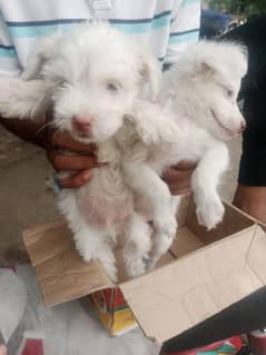Russian puppies available for sale