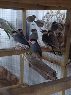 urgent sale breeder pair