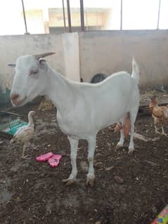 Teddy goat