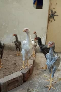 white shamo ghousia fancy birds ka piece ha 2. ,5 month age quality apk