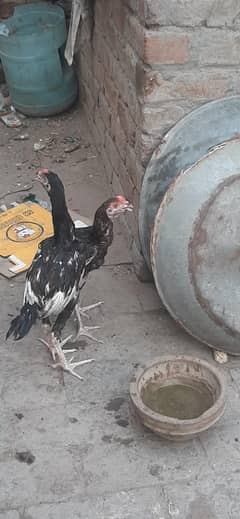 Aseel chozy