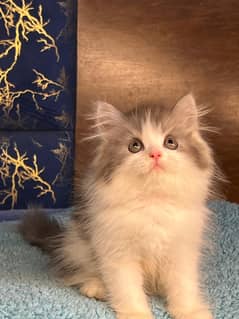 panda persian kitten|Triple long coat |punch Face|cat babies