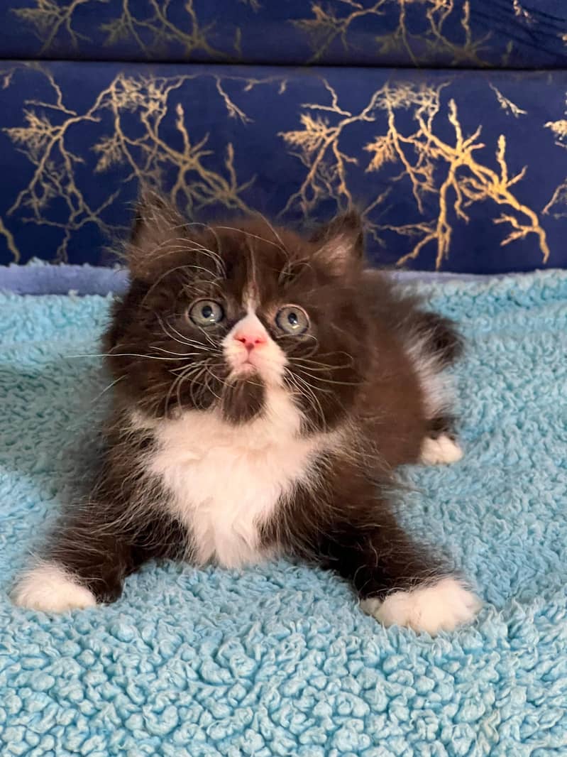 bicolor persian kitten|Triple long coat |punch Face|cat babies 18