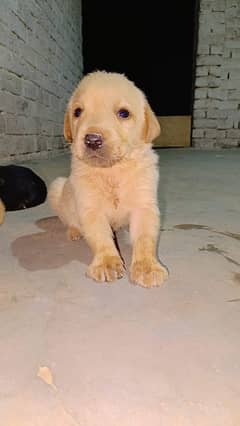 Best breed Home dog Family Dog