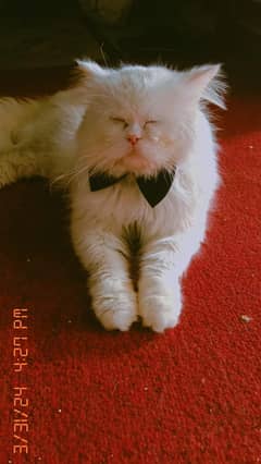 Cats