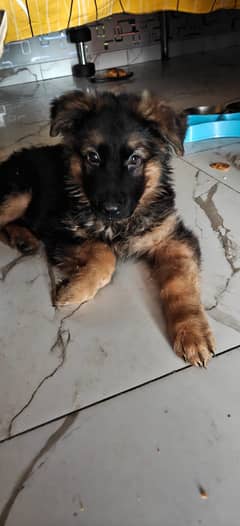 Labrador