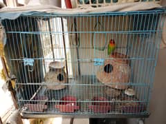 birds
