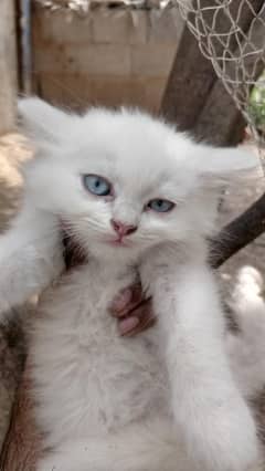 Persian kitten