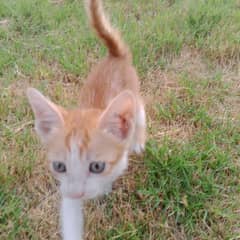 kitten for adoption