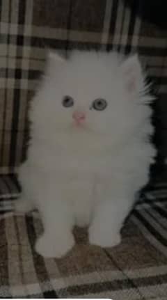 Cat Persian | cat baby | kittens | Blue eyes | ωatsap03286487884
