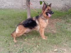 Breeder