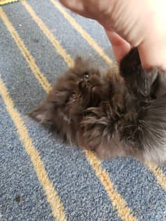 black kitten blue colour eyes double court