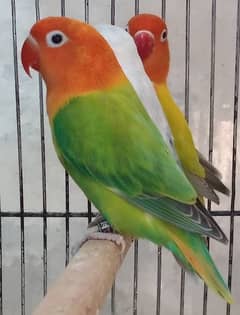 Lutino