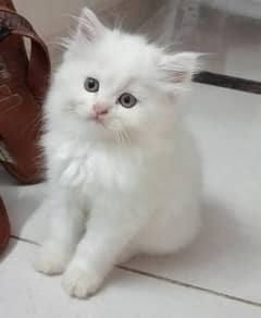 persian kittens pair end single triple coad Whatsapp 03221185228