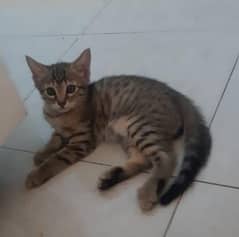 kitten