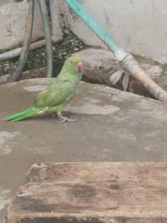 Green parrot