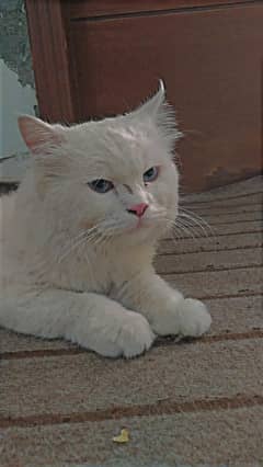 triple code light blue eyes and red shade