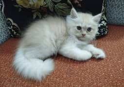 Persian triple kittens for sale (adult cats available on adoption)