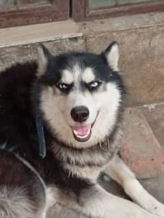 Blue-Eyed Beauty! 2-Year-Old Siberian Husky pair