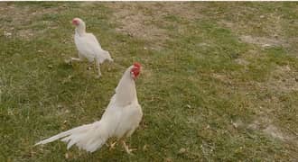 white aseel heera