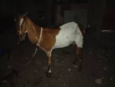 bakri