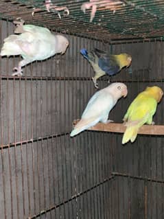 love birds