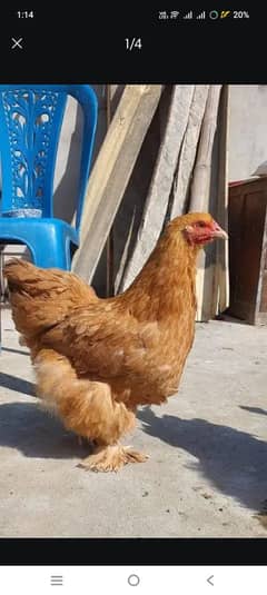 Desi hens for sale all sale together