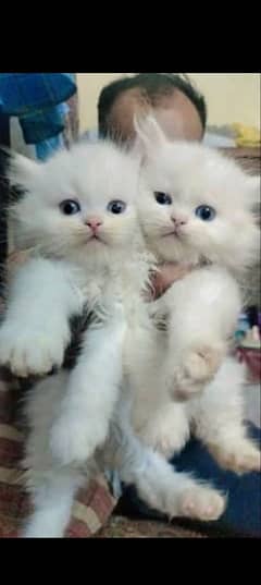 Persian kitten for urgent salemy WhatsApp number 0331 9289880