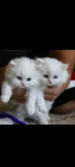 Persian kitten for urgent salemy WhatsApp number 0331 9289880