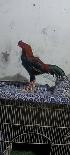 aseel