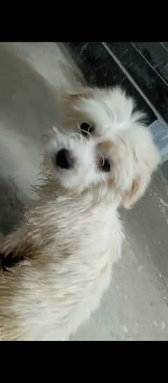 West Highland White Terrier