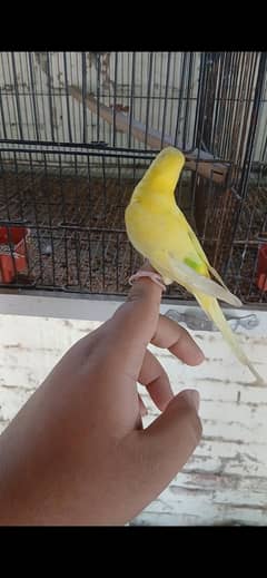 handtame budgie for sale in lahore