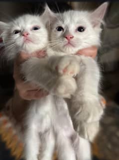 persian cat for sale 2 months