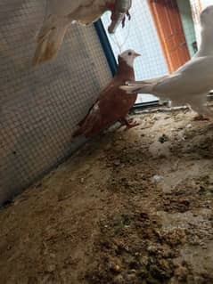 Pigeons