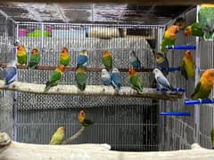 Lovebirds available for sale
