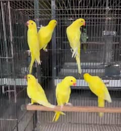 yellow pathay + Eclectus pair for sale