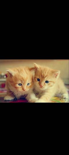 Persian kitten for urgent salemy WhatsApp number 0331 9289880
